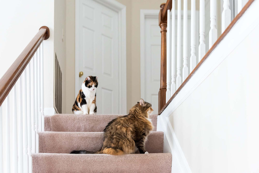 how to fix carpet seam Malvern, PA
